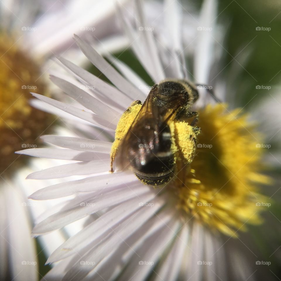 Bee with lots of pollen