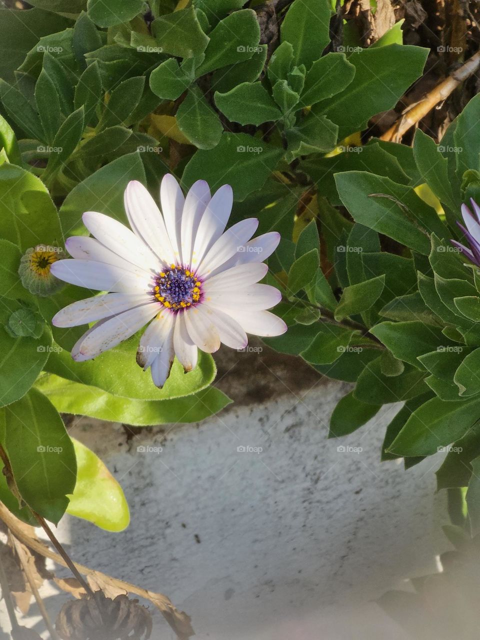 purple flower; Shrubby daisybush / bellísima flor lila