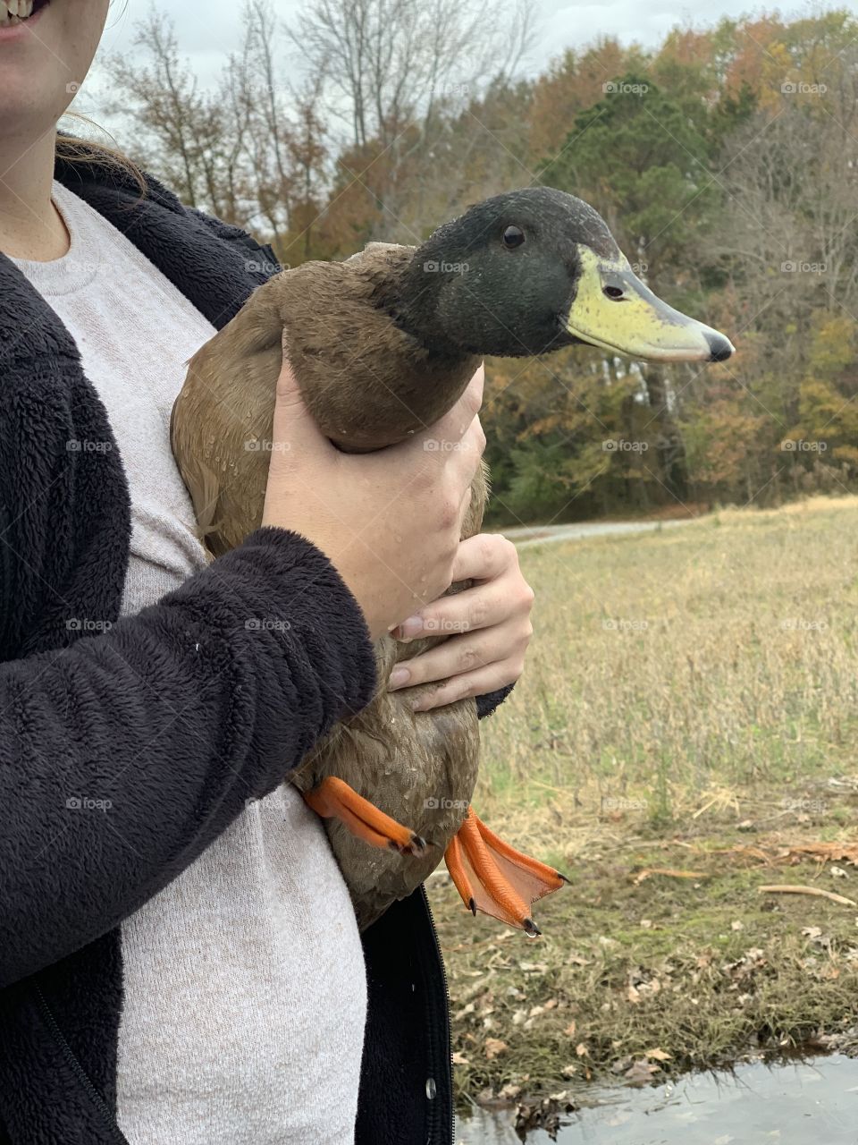 Pet duck 