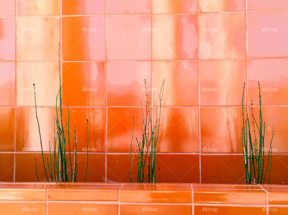 orange plant horsetail by tanousdf