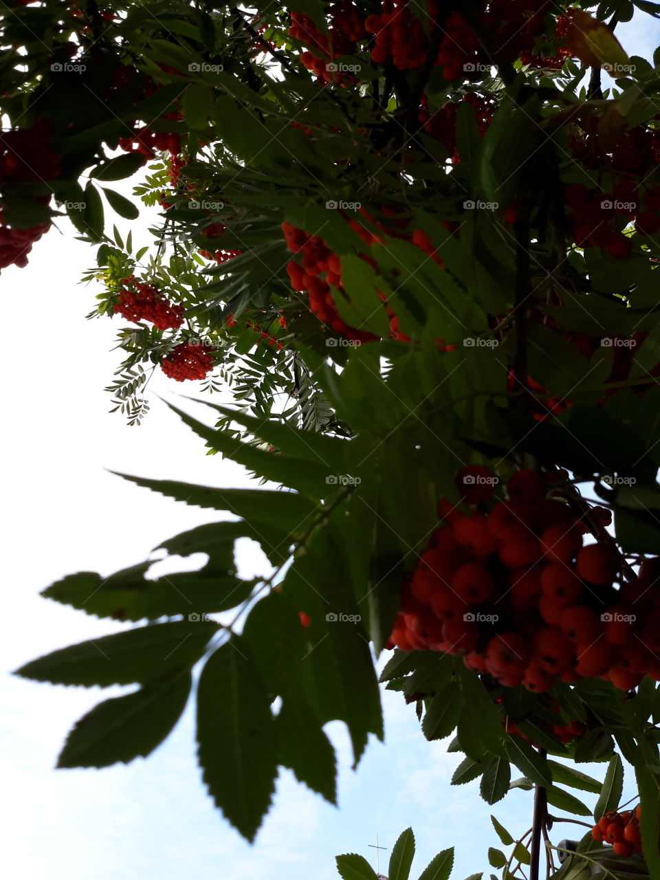 Summer red rowan