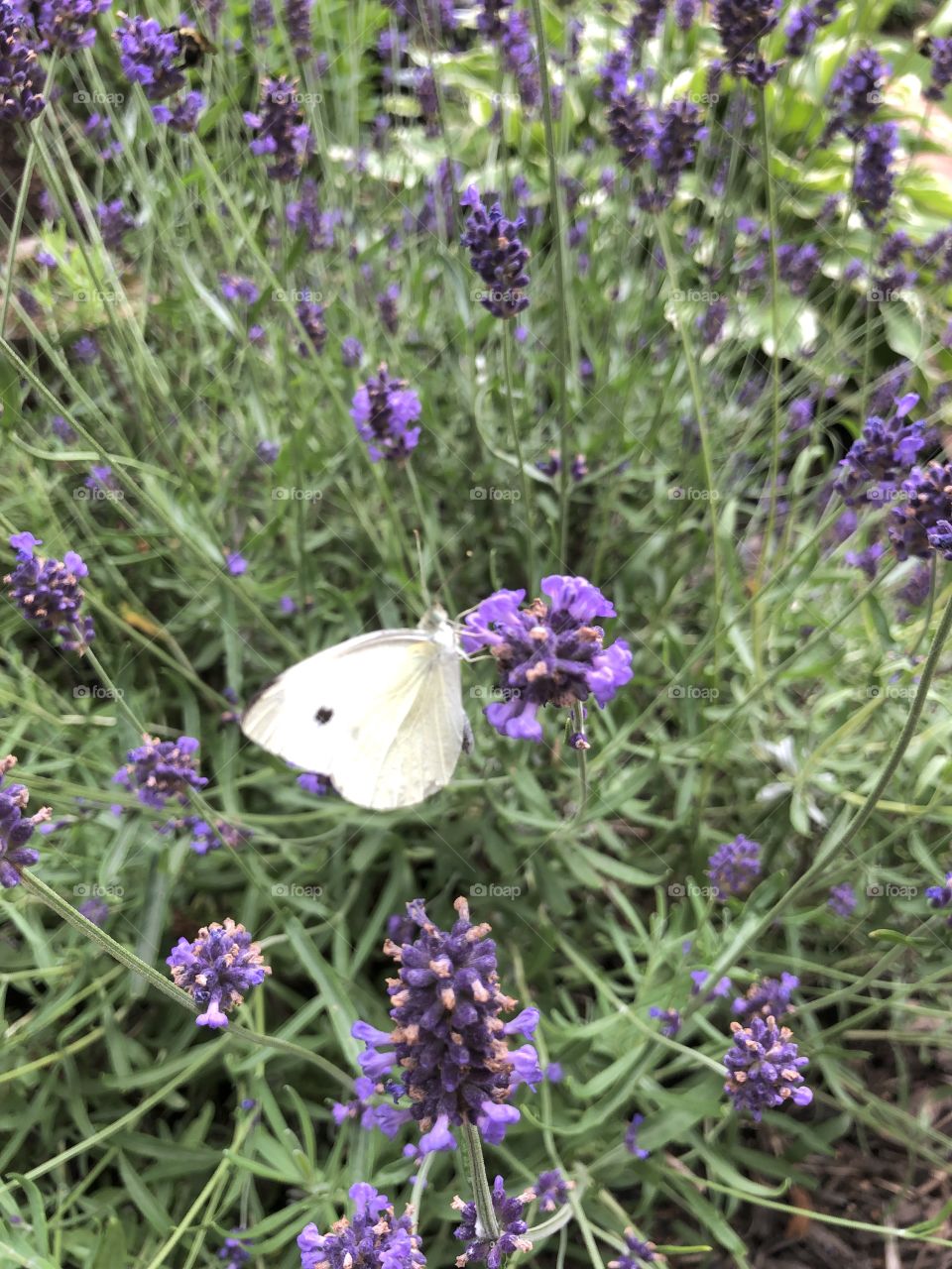 Lavender and small white butterfly summer afternoon 
