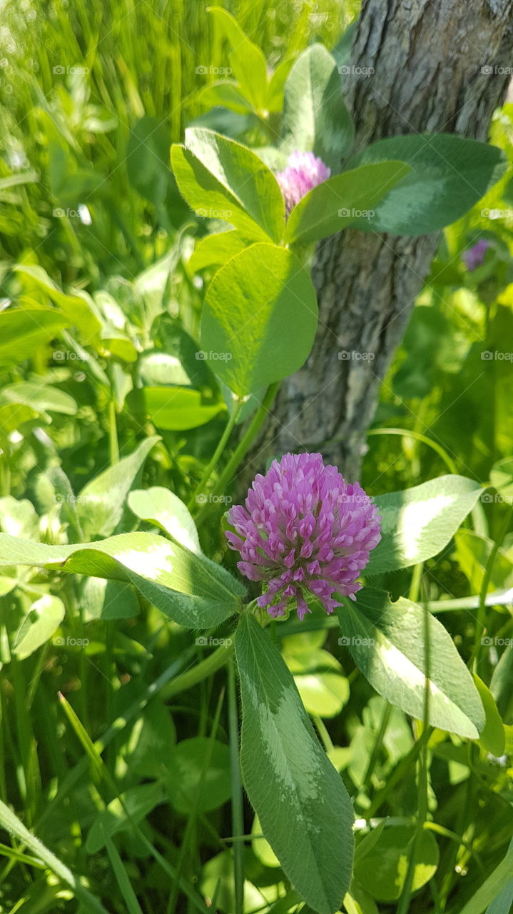 tender pink clover flower