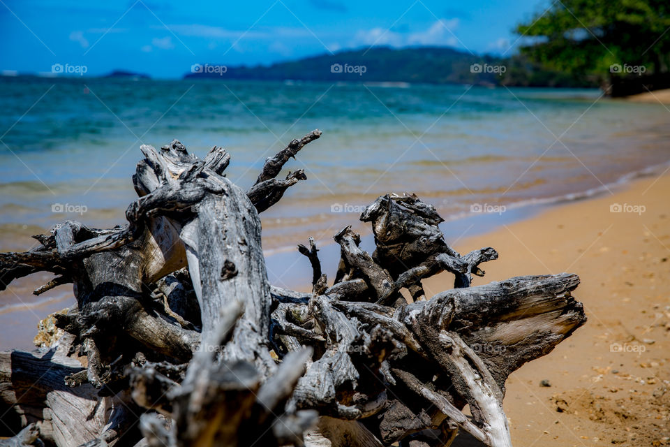 Waters edge downed branch on beach Kauai 