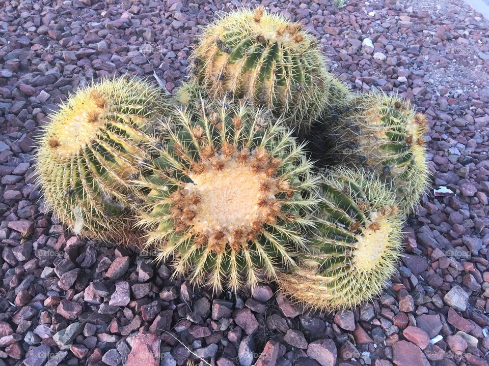 Airport Cactus 