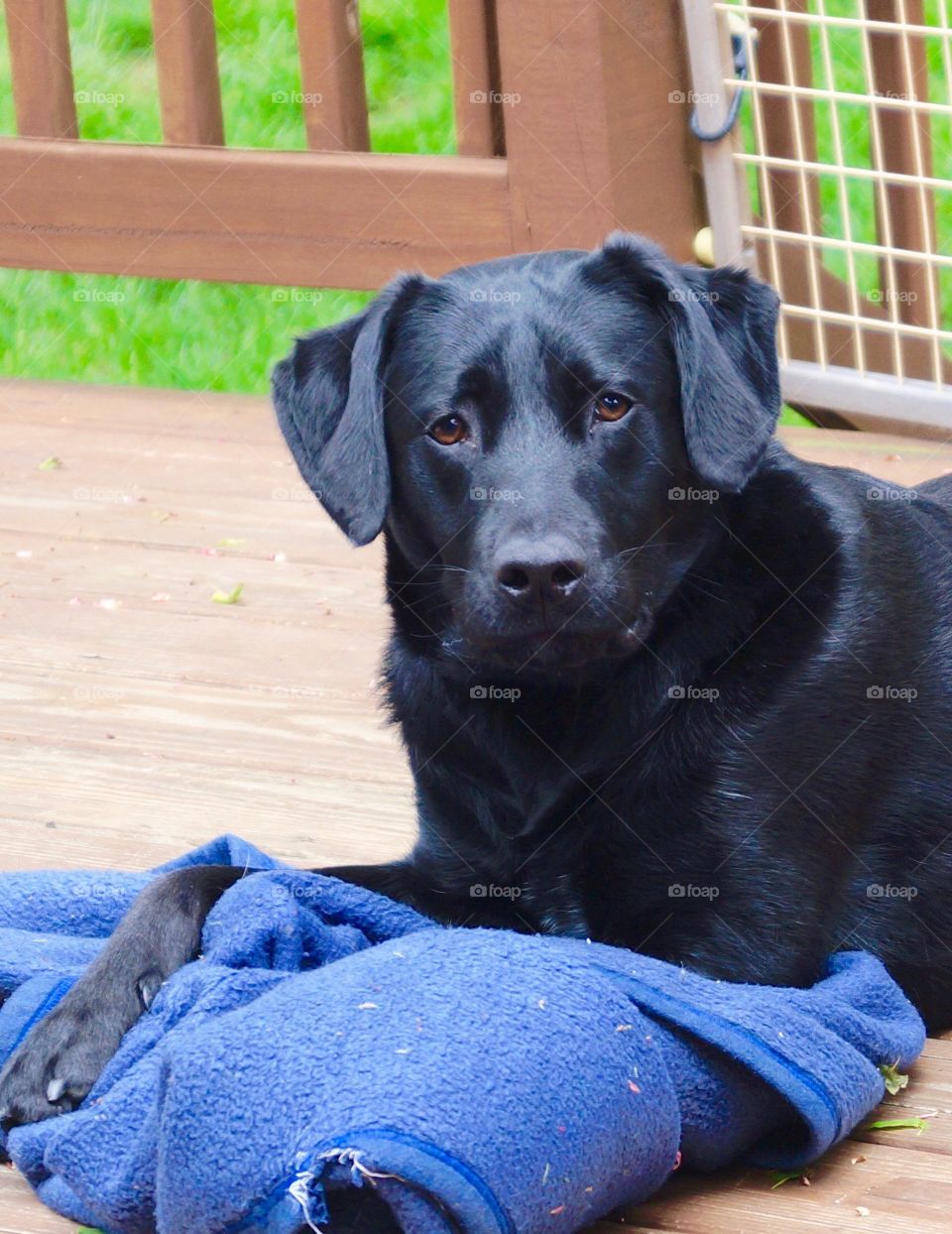 Black Lab relaxing