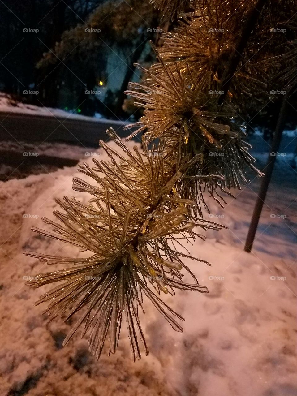 Tree covered in ice