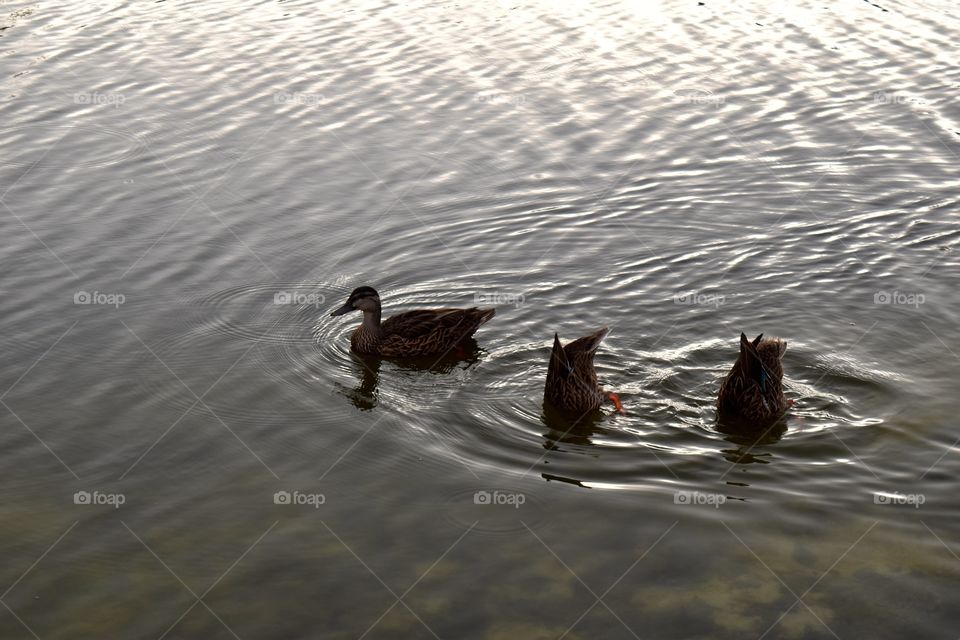 swimming ducks