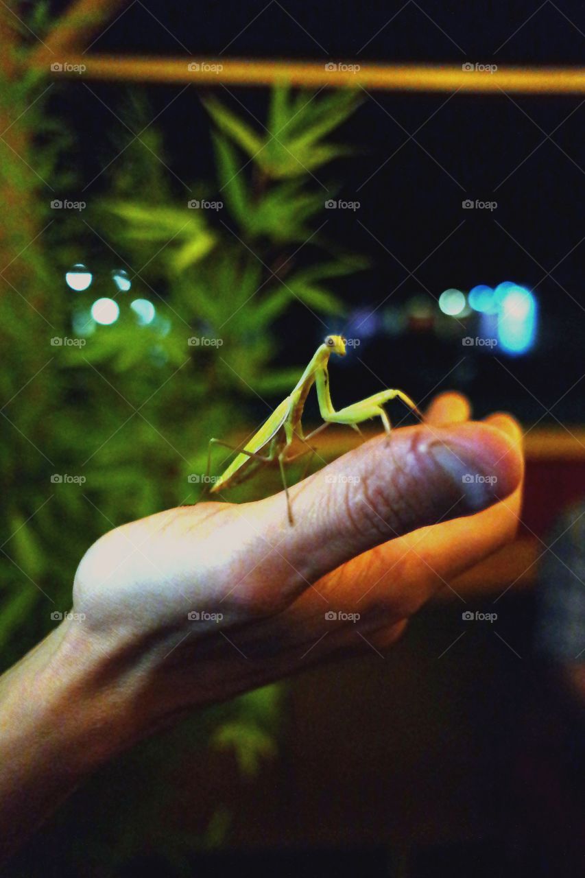 friendly mantis