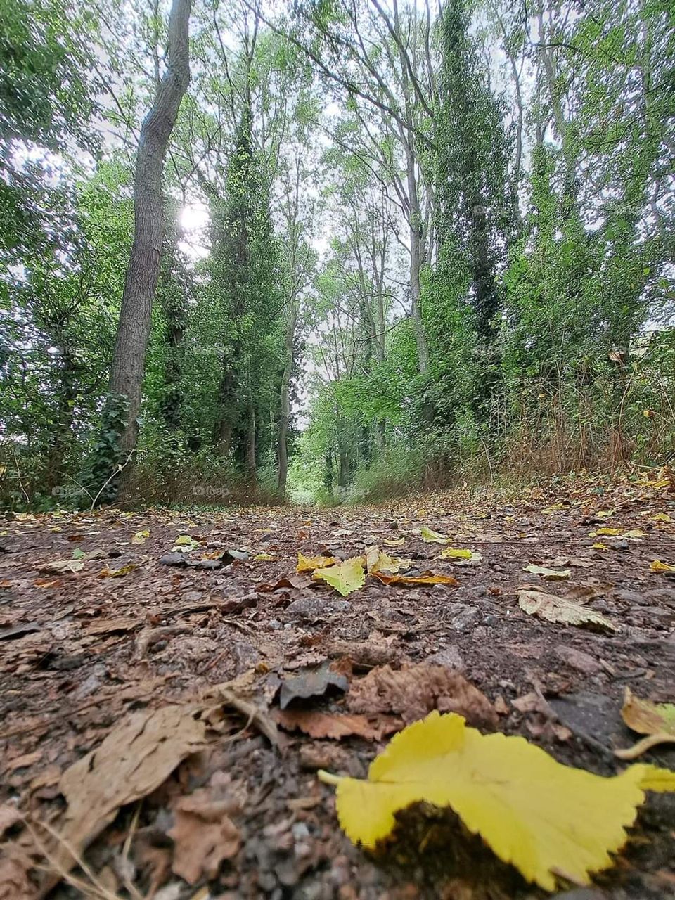 A path showing that the autumn journey has begun