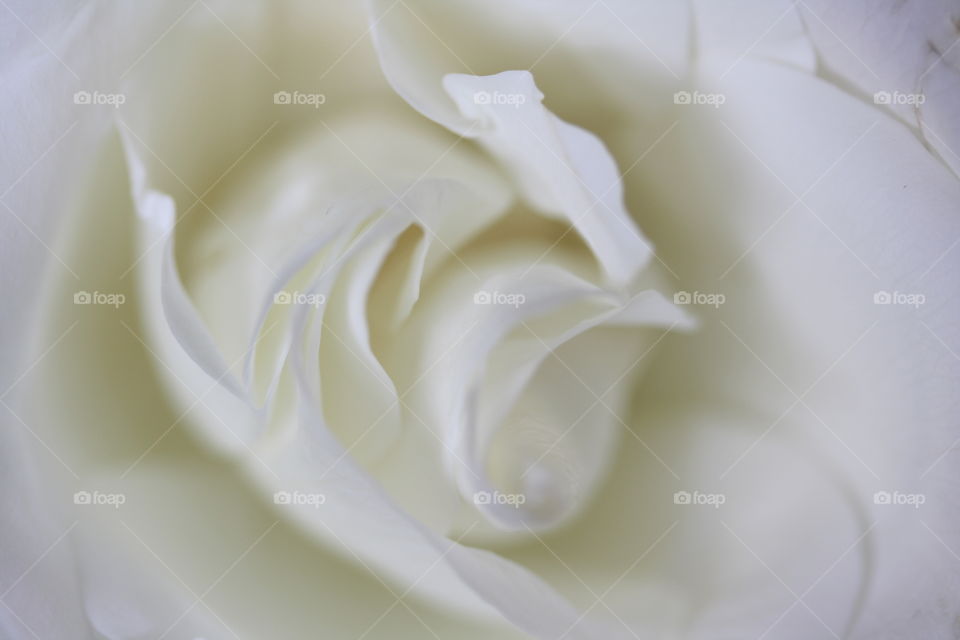 White rose