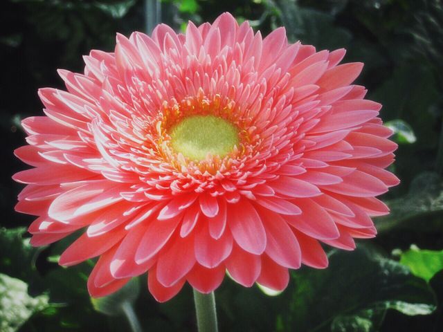 flora