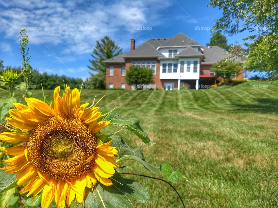 Sunflower and country home