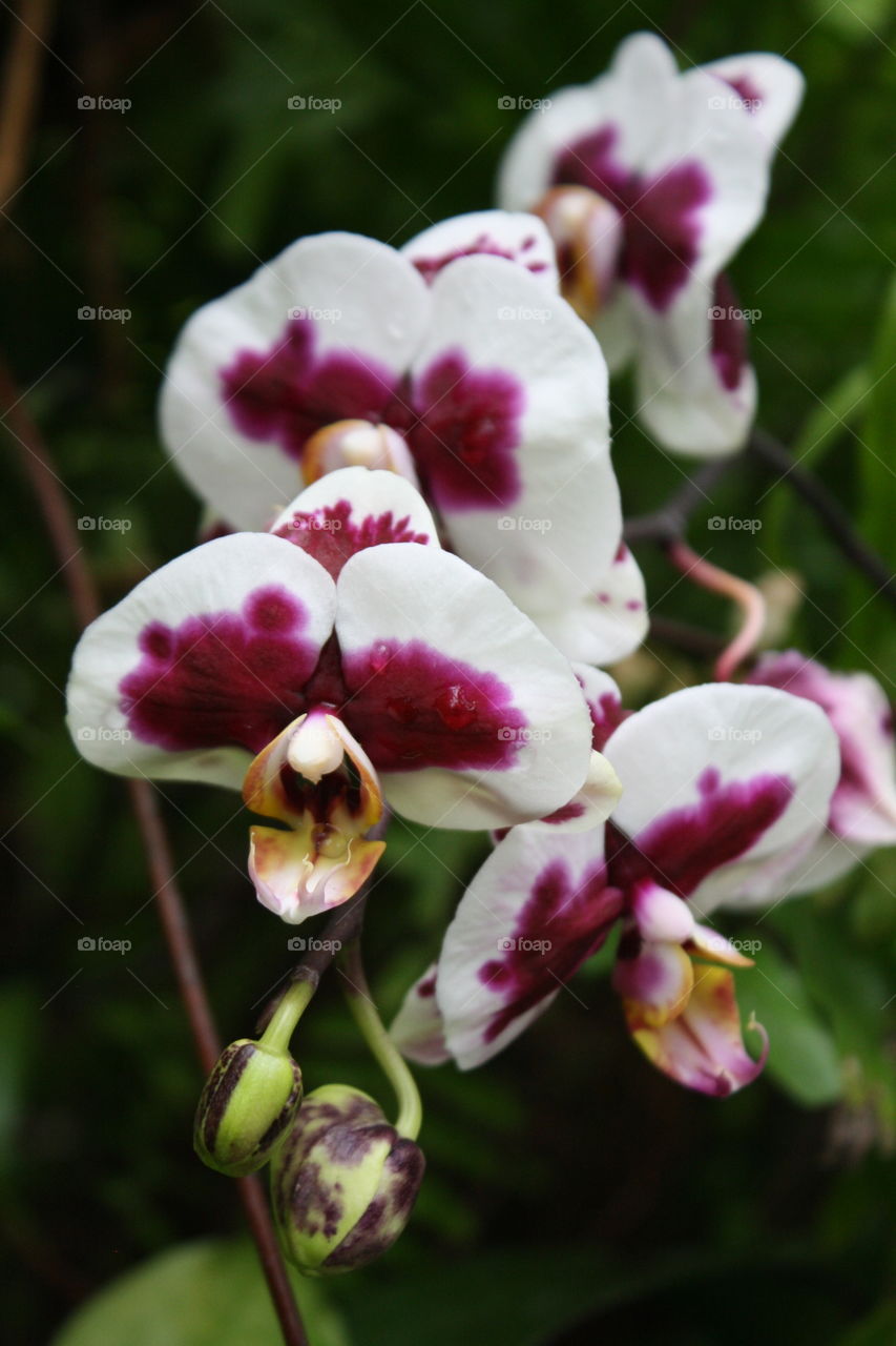 Orchid