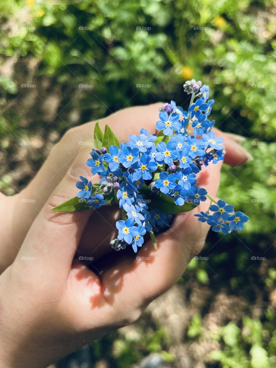 Spring forget-me-nots in my hands