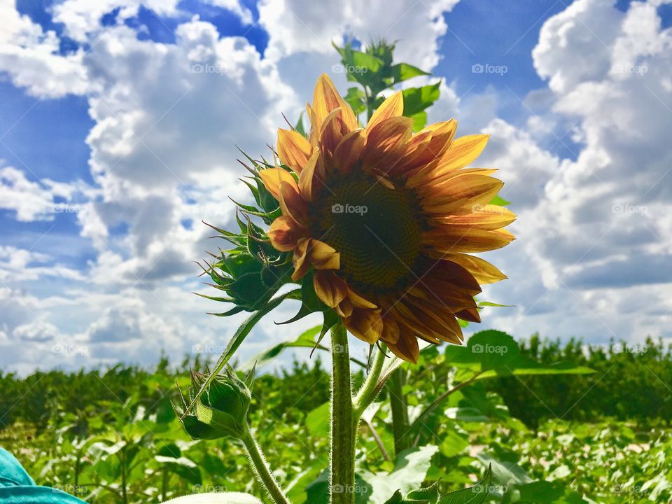 Golden sunflower shining brightly in the summer sun 