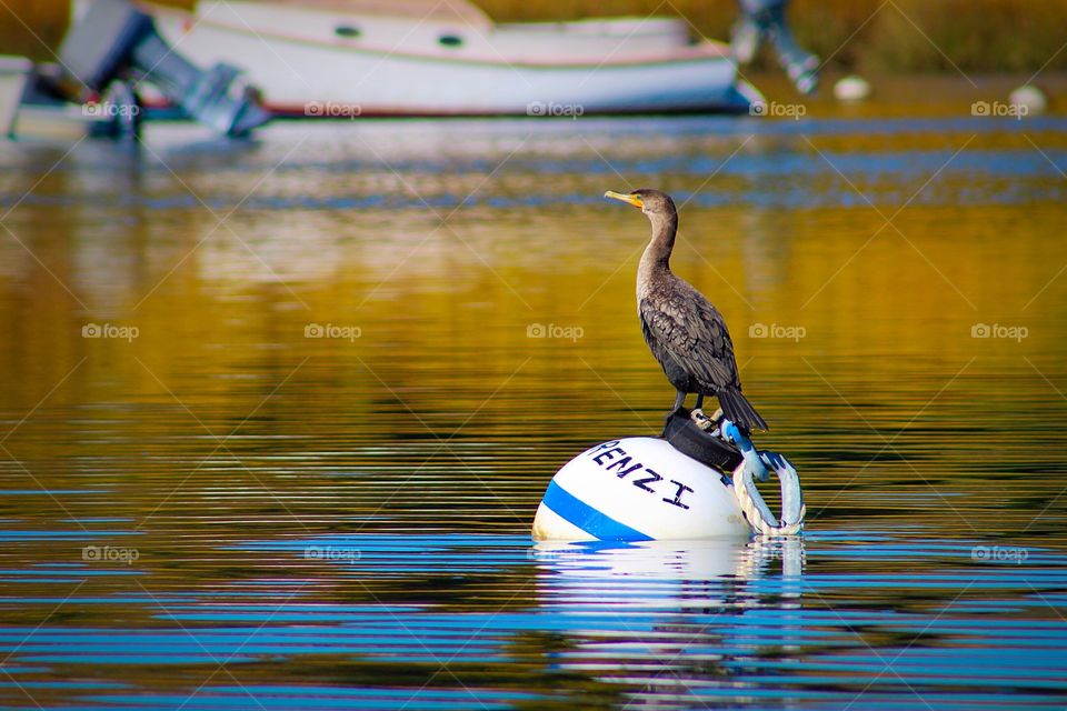 Double crested cormorant. Harwich, MA