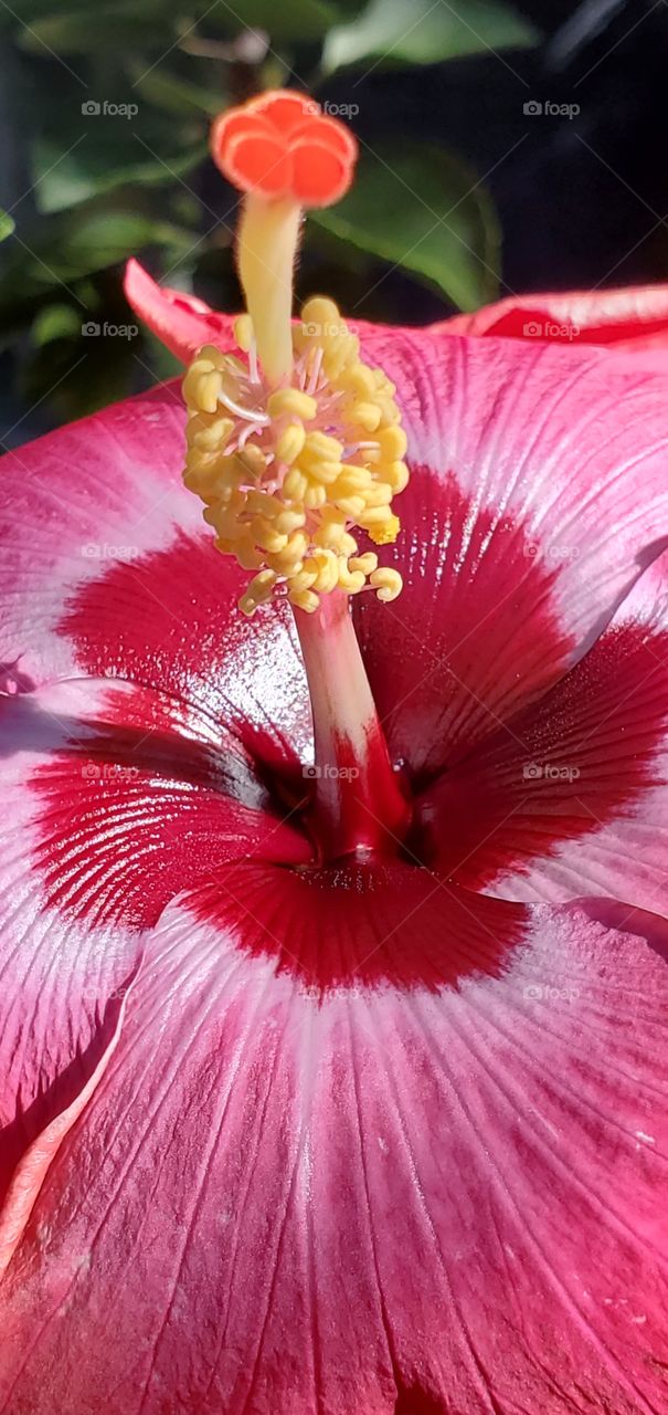 Hibiscus