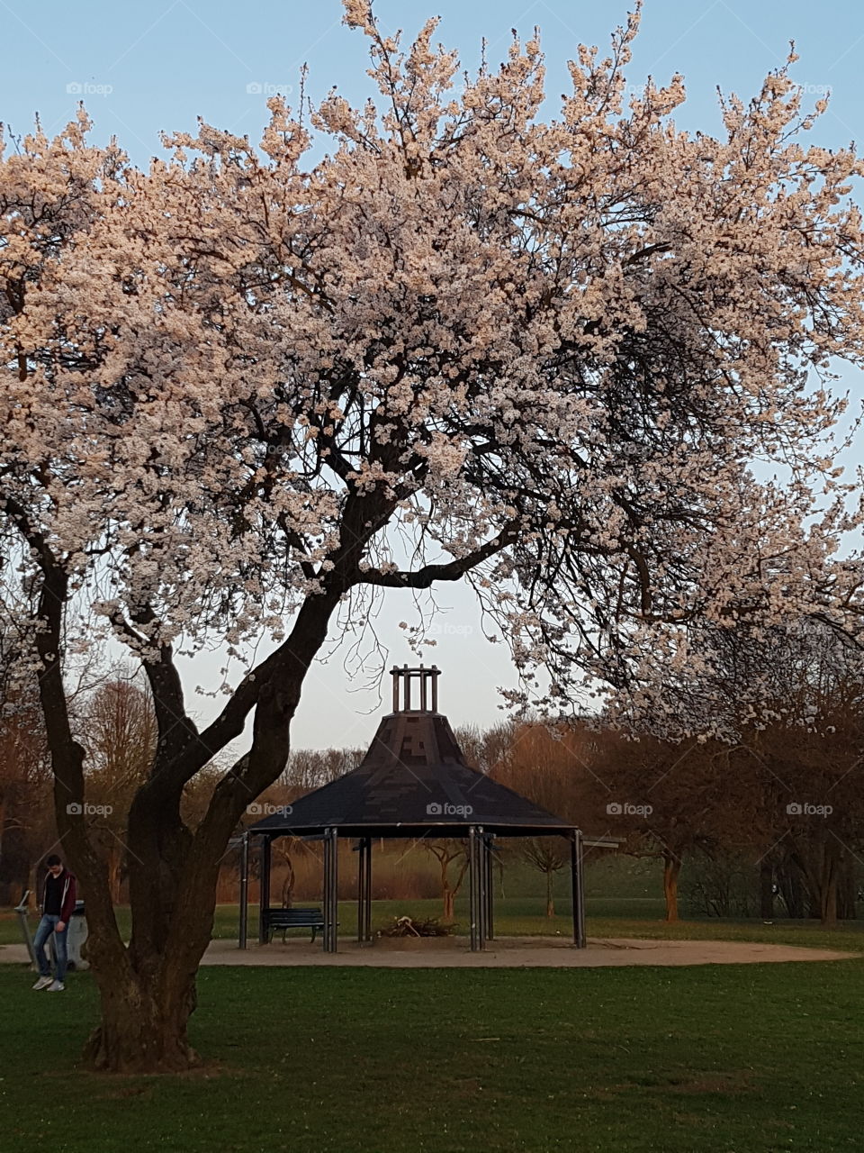 Frühlingsgefühle Baum Blüten