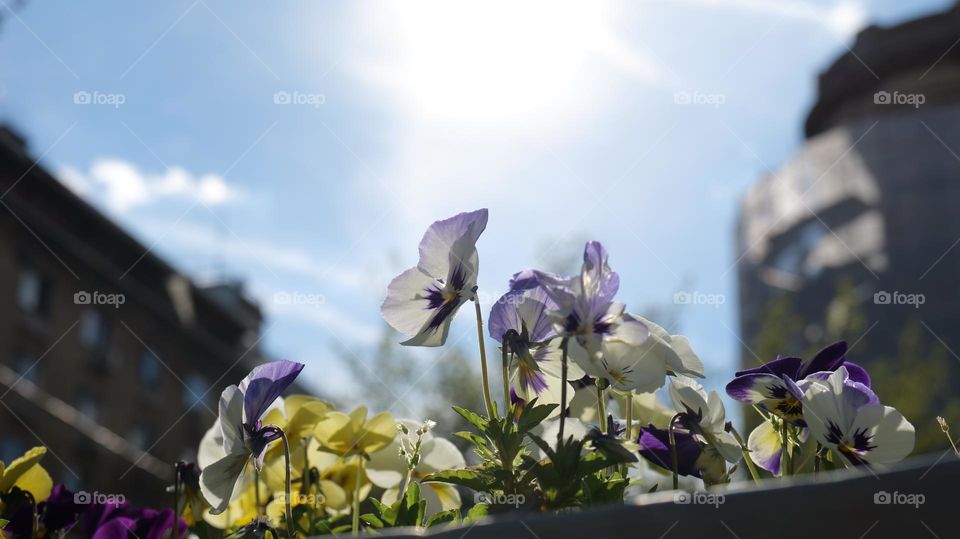 Flowers against the Sun