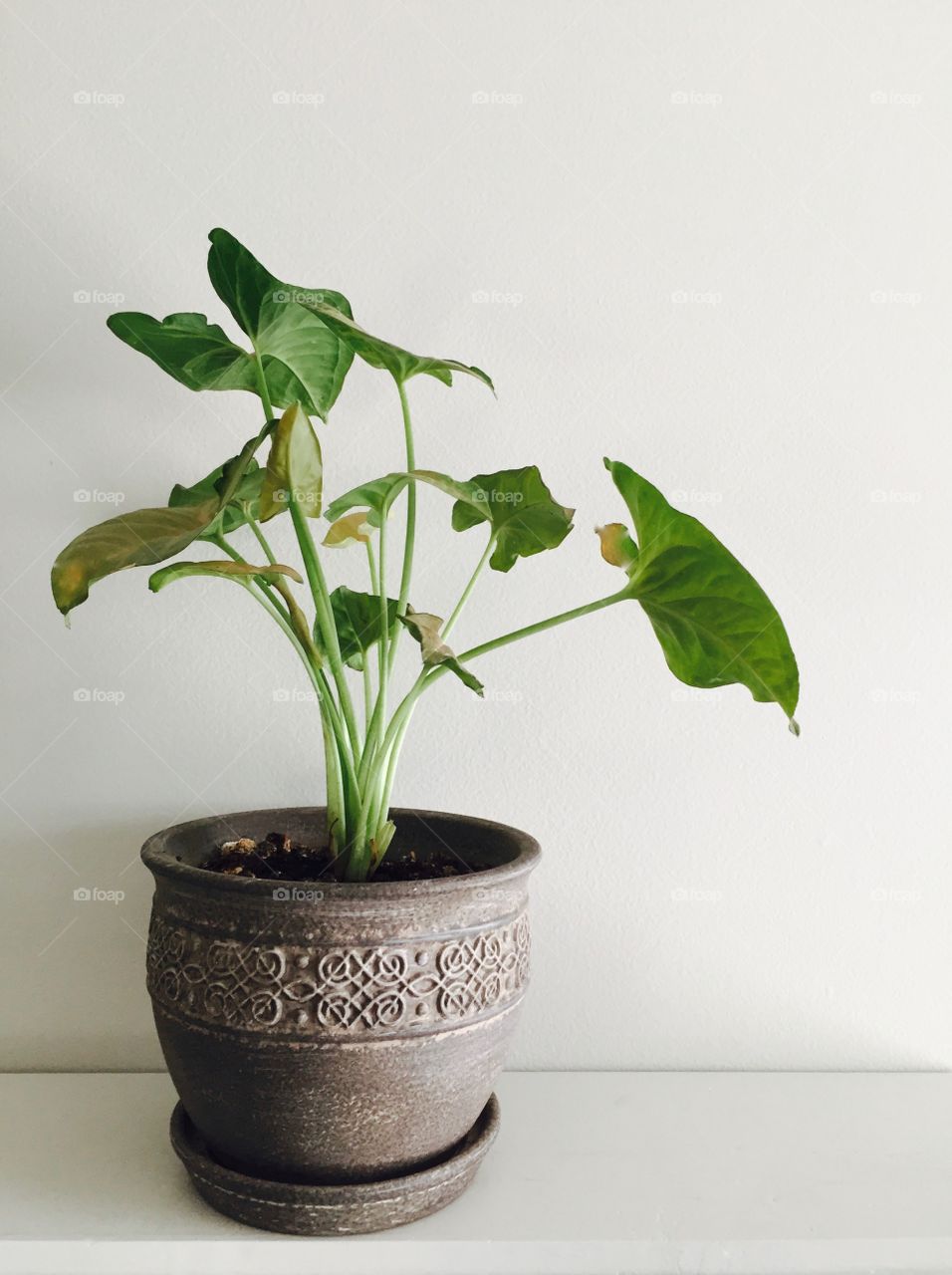 Close-up of a leaves growing in pot