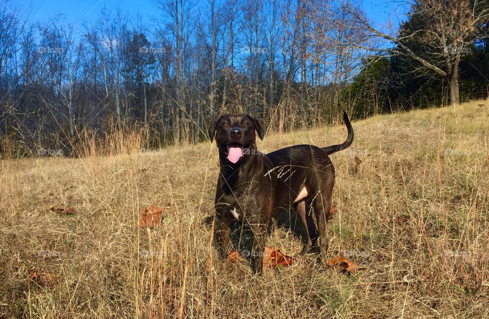 Mammal, Animal, Nature, No Person, Grass