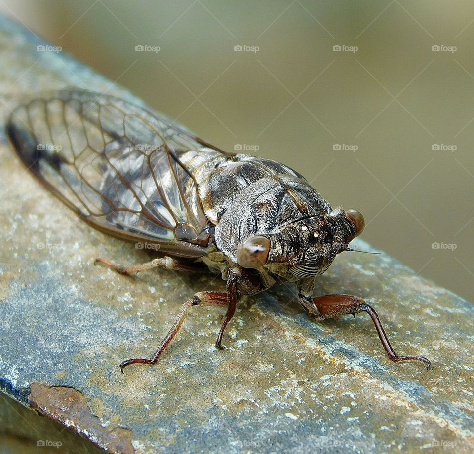 Cicada - Zooming-in - Here I am focusing on a section of an image and increasing its overall size for greater detail