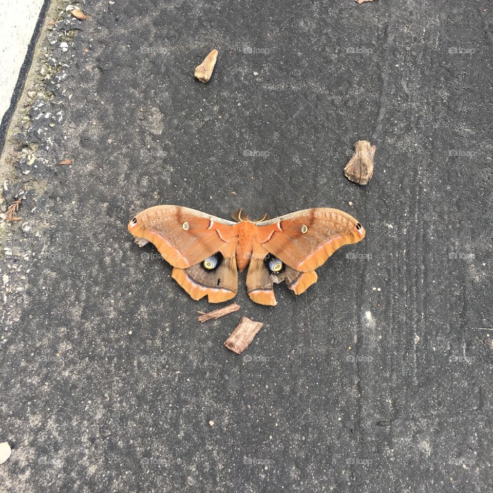 Antheraea polyphemus moth 