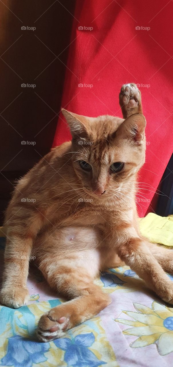 my cute,orange cat and fat body is sitting  relaxed and lifting one of its paws up