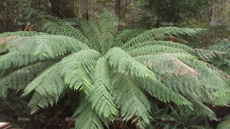 tree fern