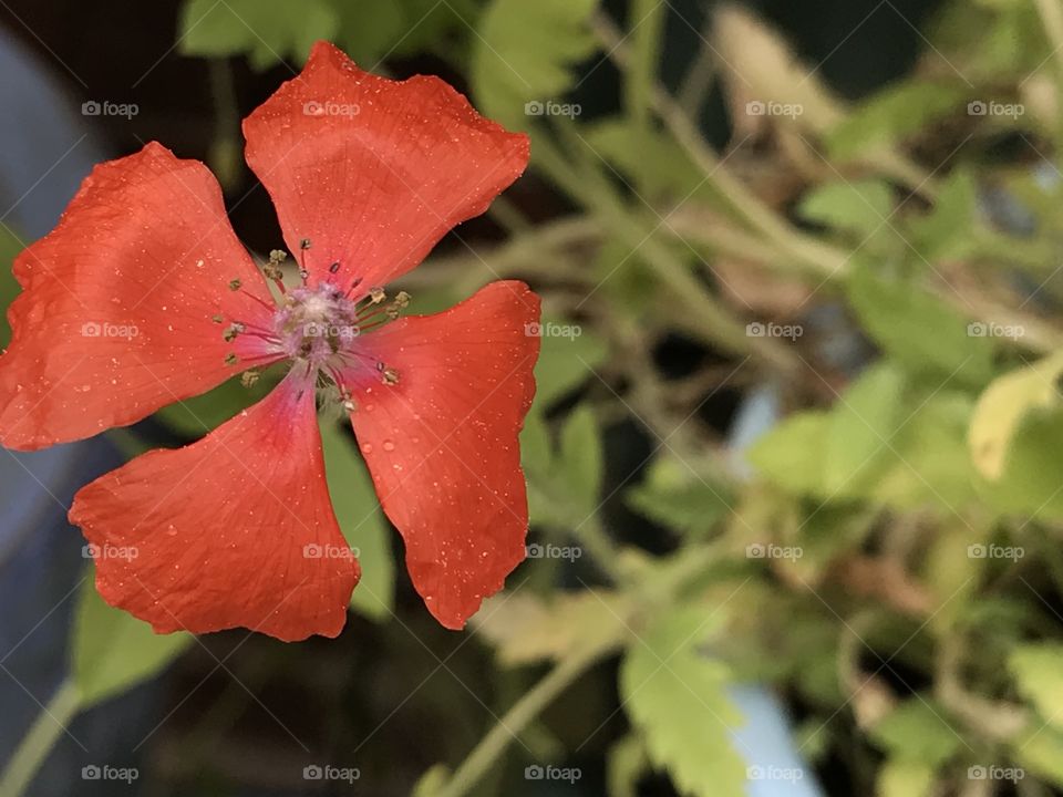 Orange flower