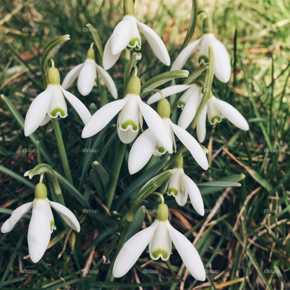 Flowers