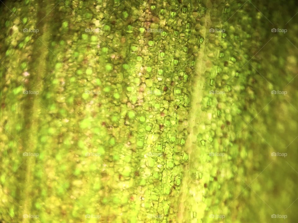 Leaf cell structure by microscope lens kit with smarth phone