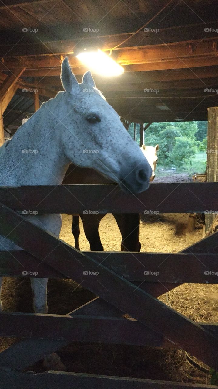 white speckled horse