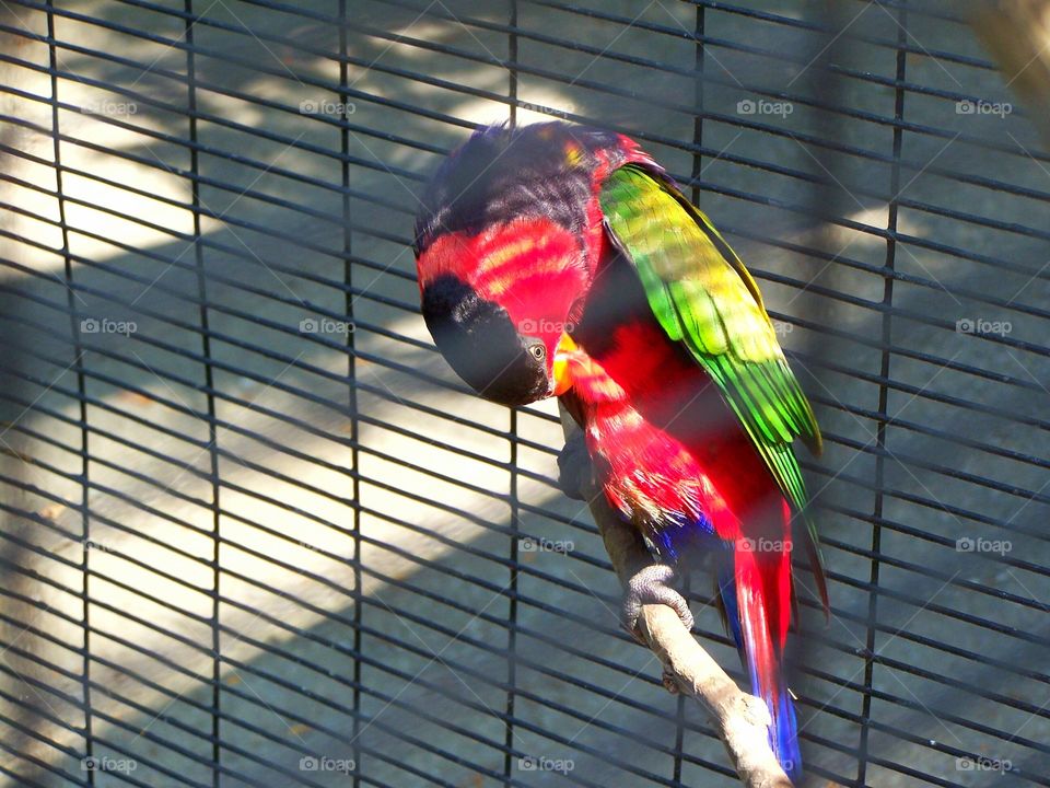 Colorful parrot in a cage