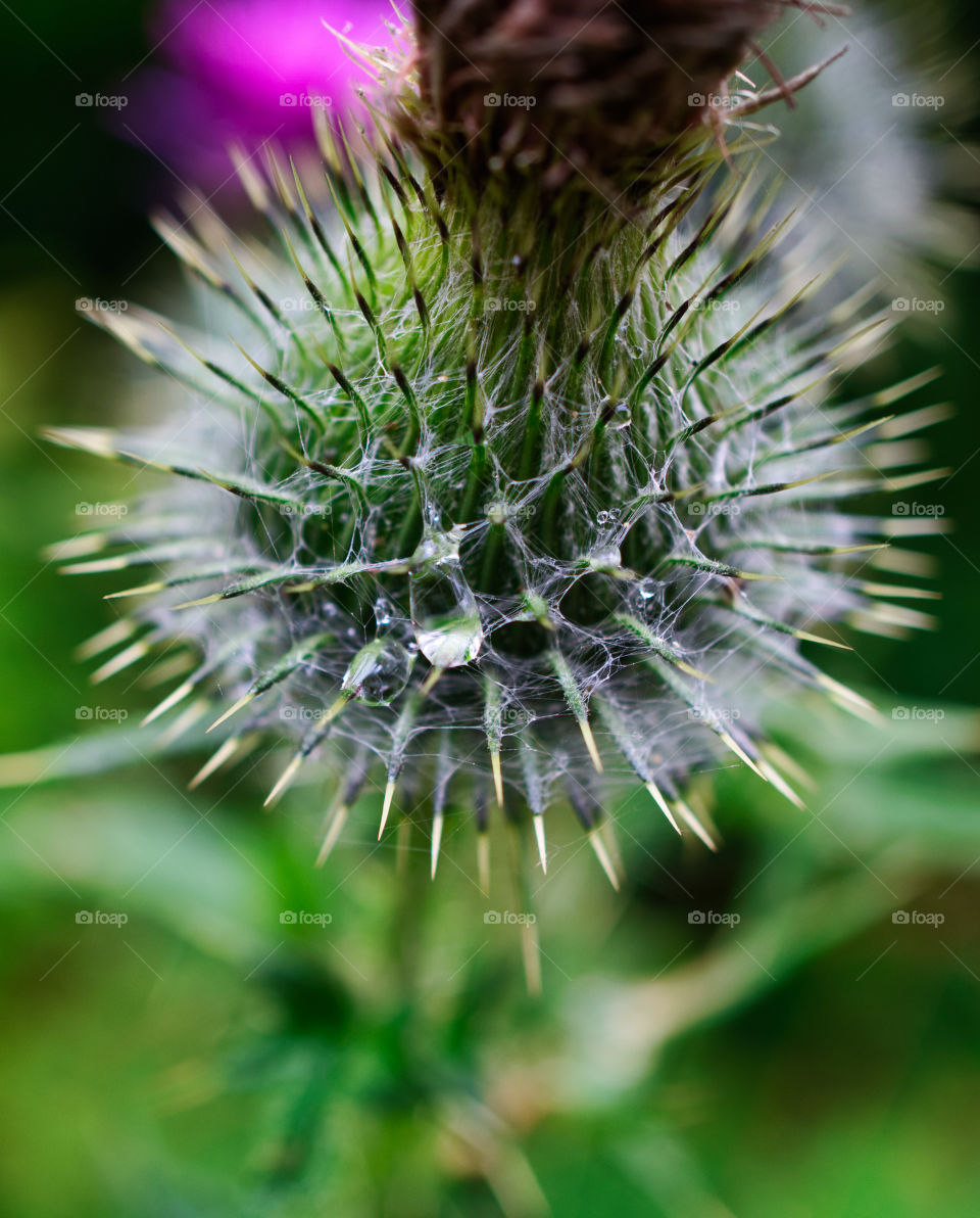 dew on thistle