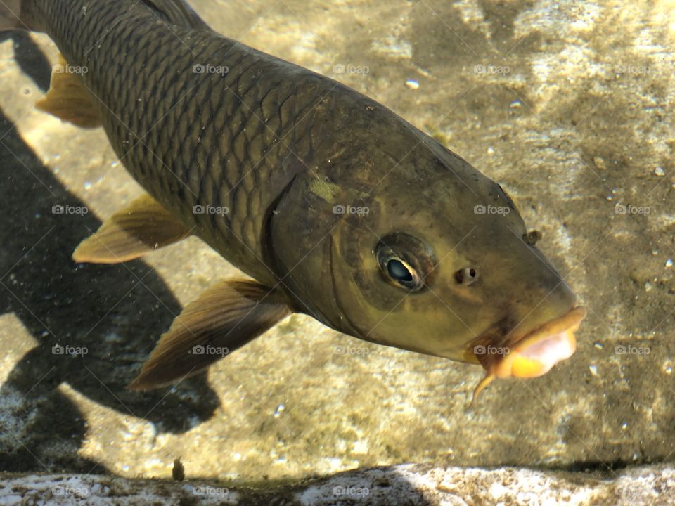 Fish in fresh water with open mouth 