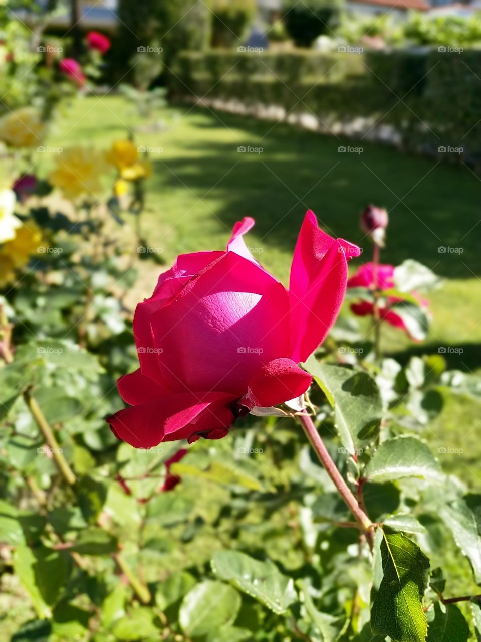 roses in garden
