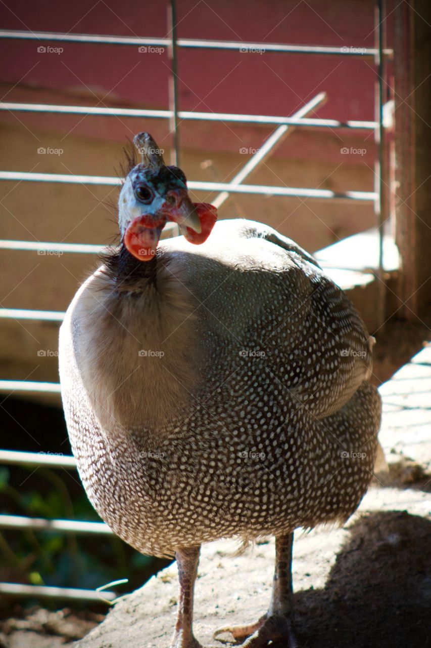 A Guinea hen on the ramp of a chicken coop, entering a wire enclosure 