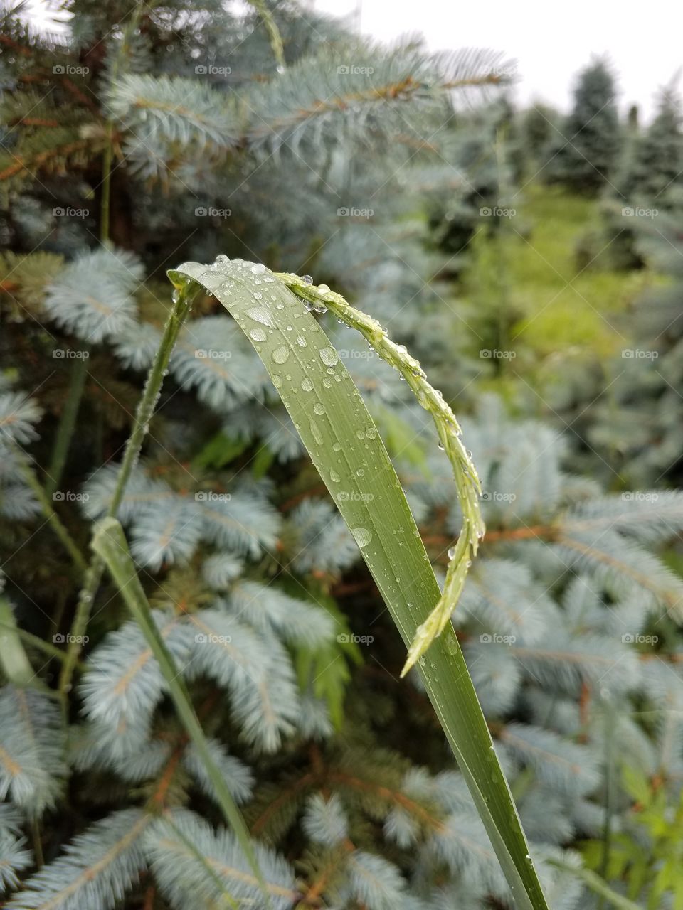 drops on the plant