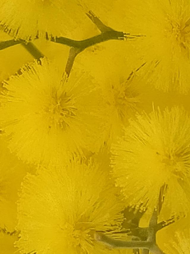 Mimosa