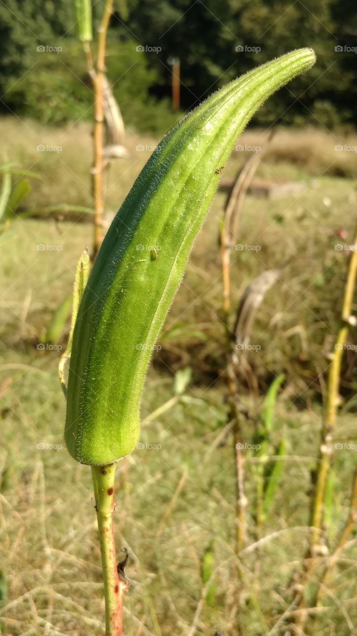 Nature, No Person, Flora, Leaf, Food