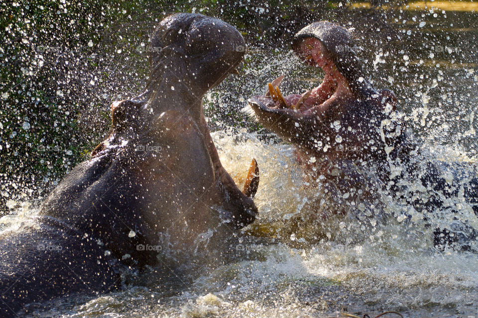 2019 a year of great wildlife sightings! Image of two male hippos fighting in the water with drops. Taken in Kruger National Park South Africa