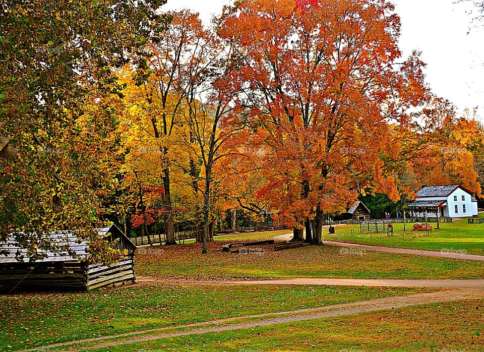 Hardwood trees show their brilliance - Brightly colored leaves cover every part of Tennessee’s beautiful landscape, creating stunning fall foliage