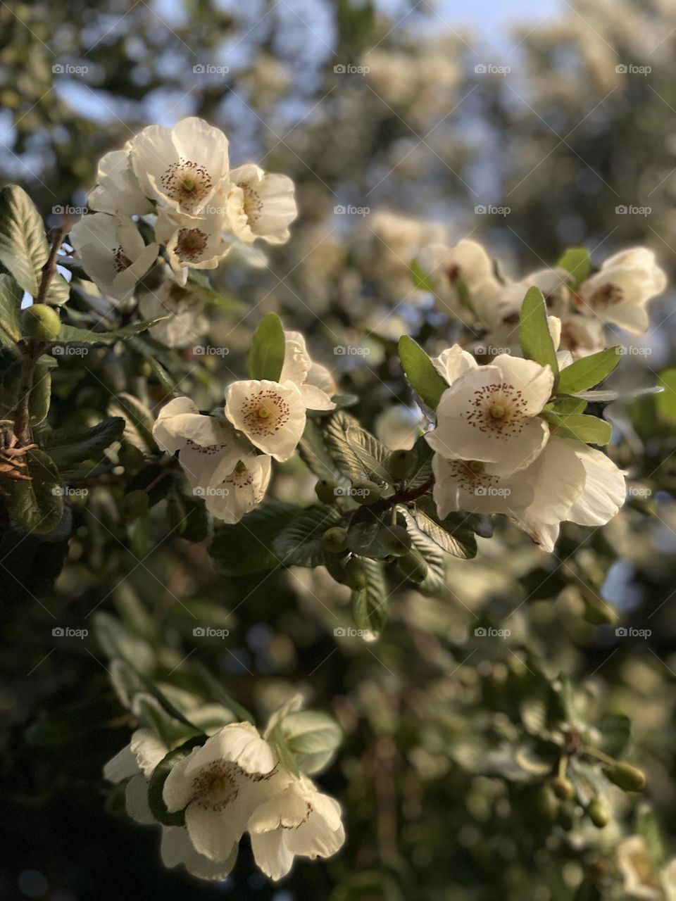 Hermosas flores blancas captadas al atardecer con un cielo despejado. 