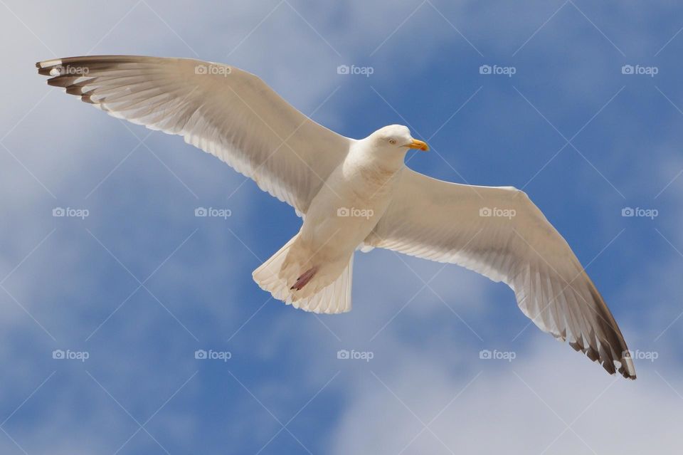 Beautiful flying bird