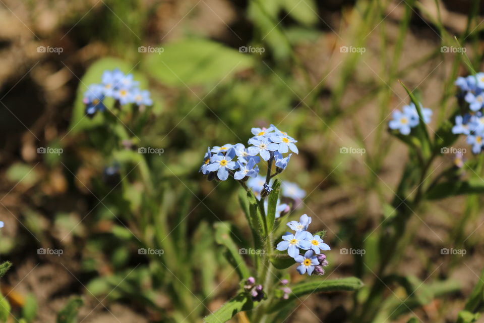 flowers