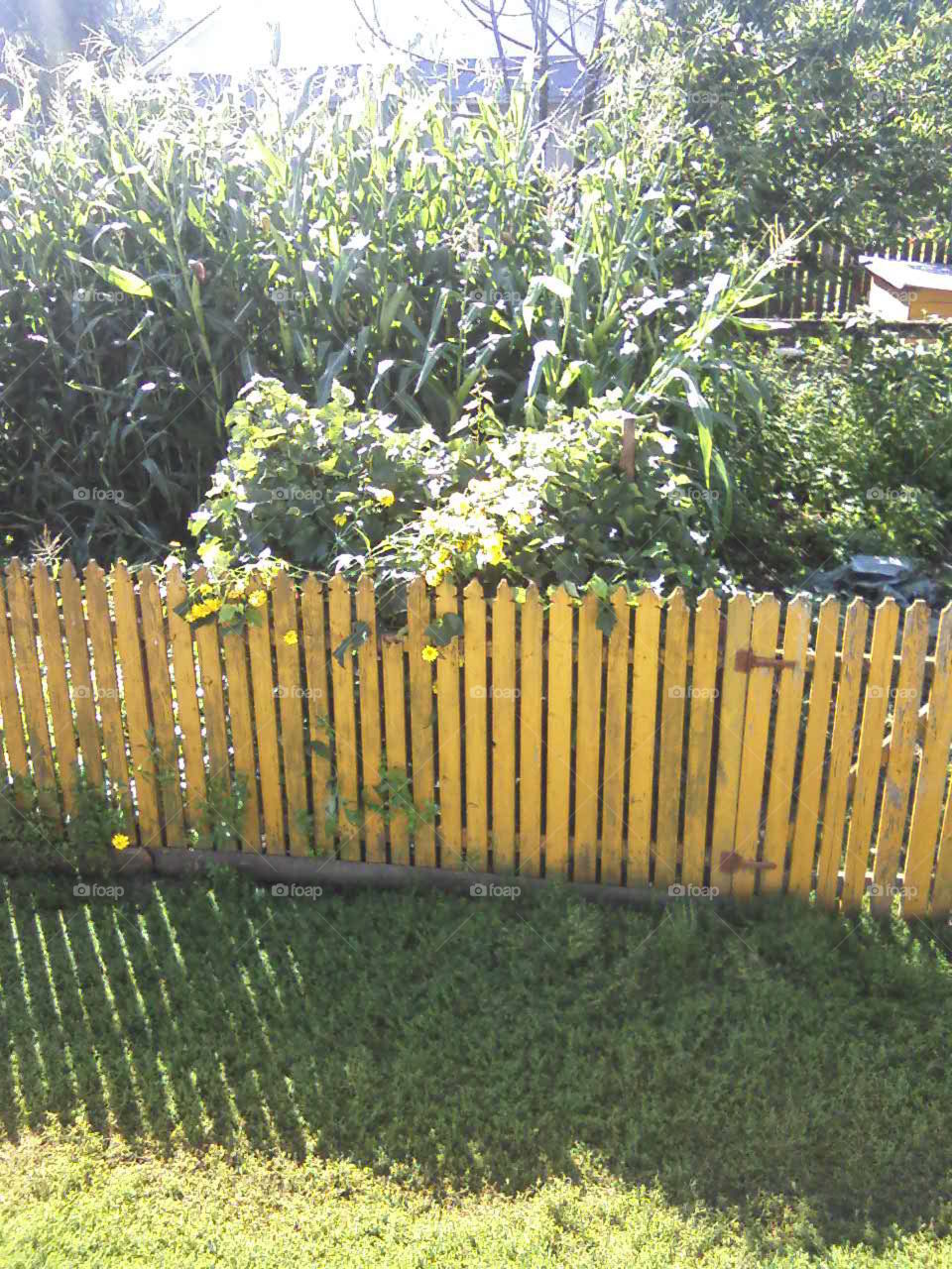 garden fence