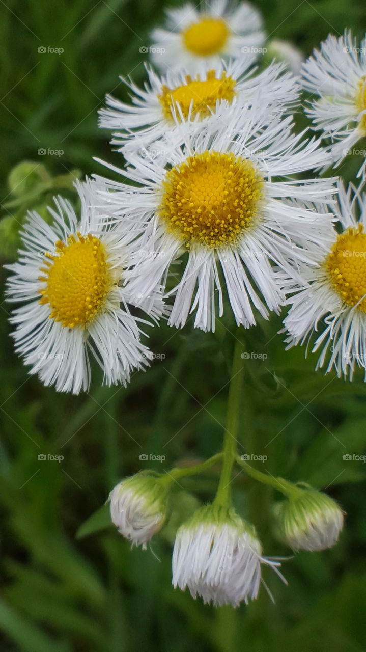 tiny flower closeup