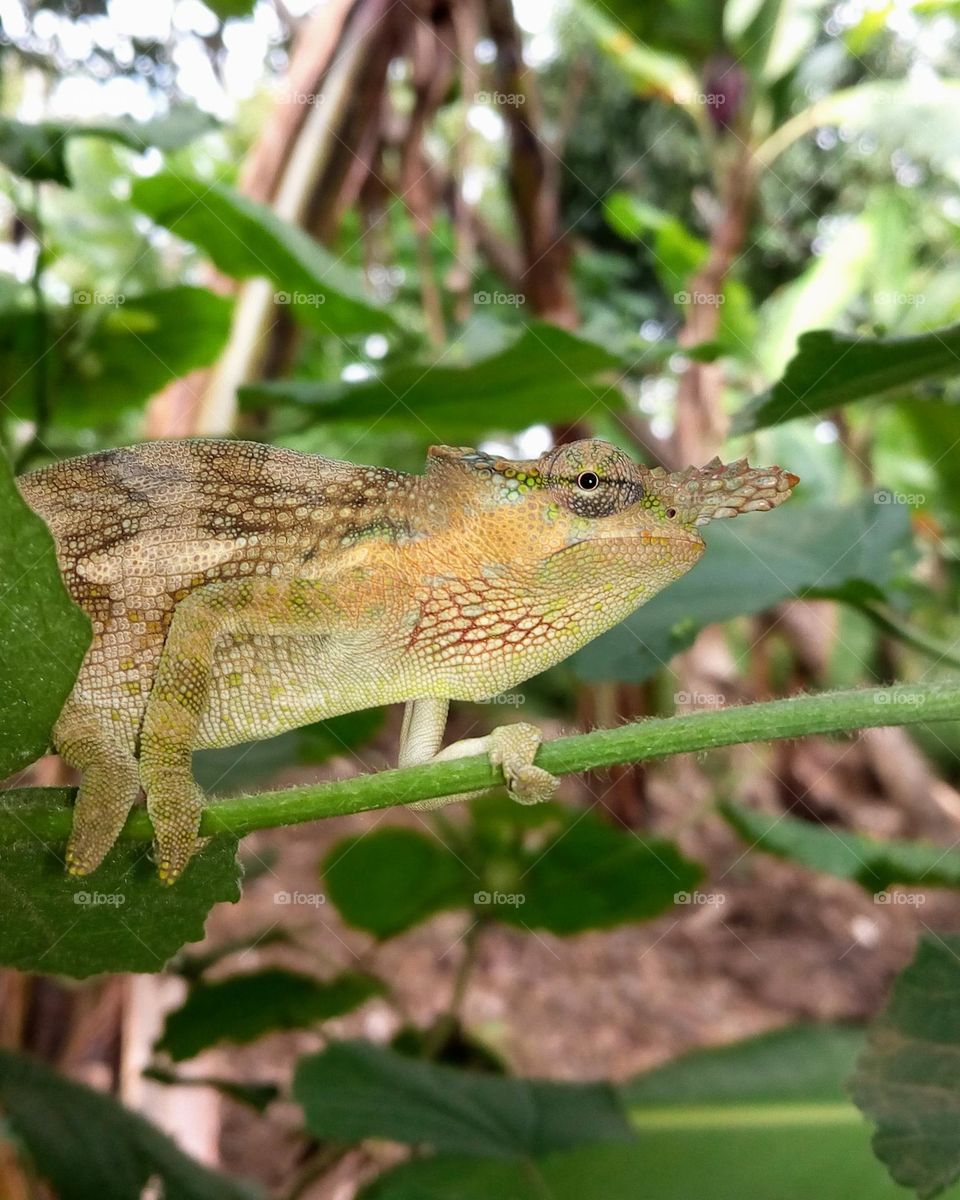 Kinyongia tavetana (Kilimanjaro two horned chameleon)